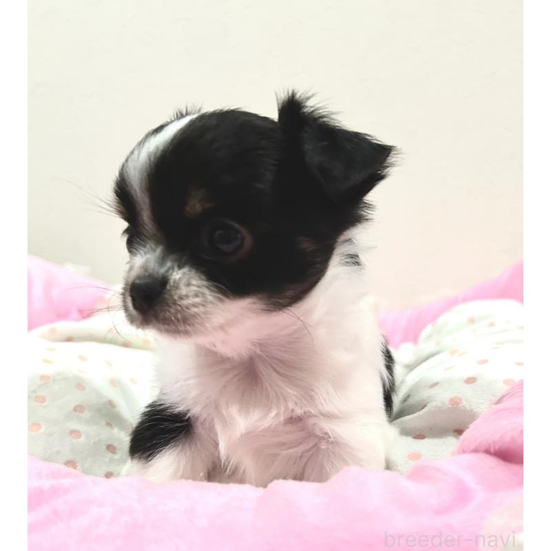 販売中の福岡県のチワワ(ロングコート)-437422の3枚目