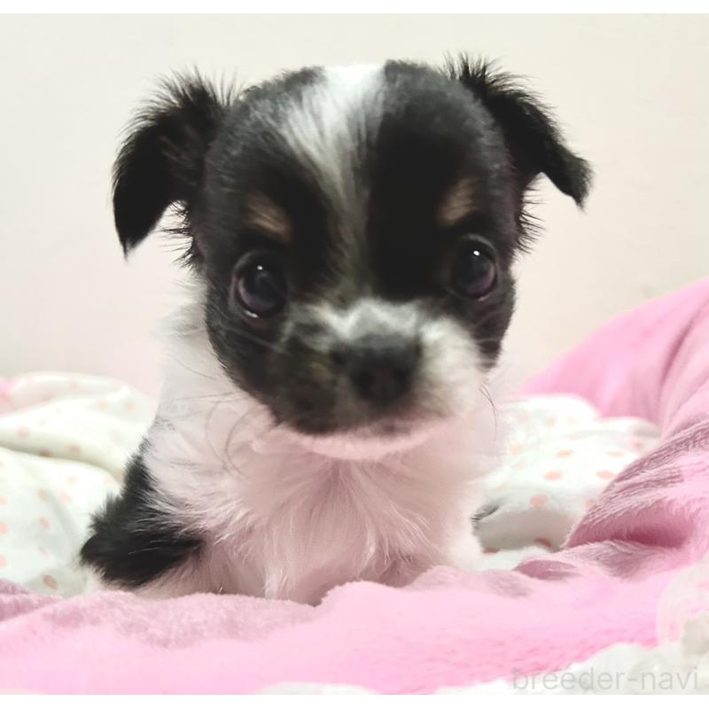 販売中の福岡県のチワワ(ロングコート)-437422の2枚目