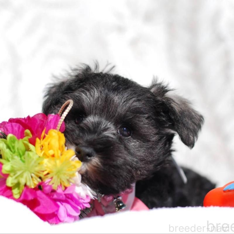 販売中の静岡県のミニチュアシュナウザー-437421の1枚目