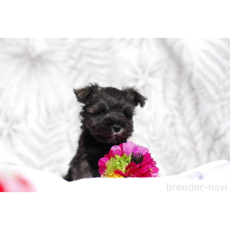 販売中の静岡県のミニチュアシュナウザー-437423の7枚目