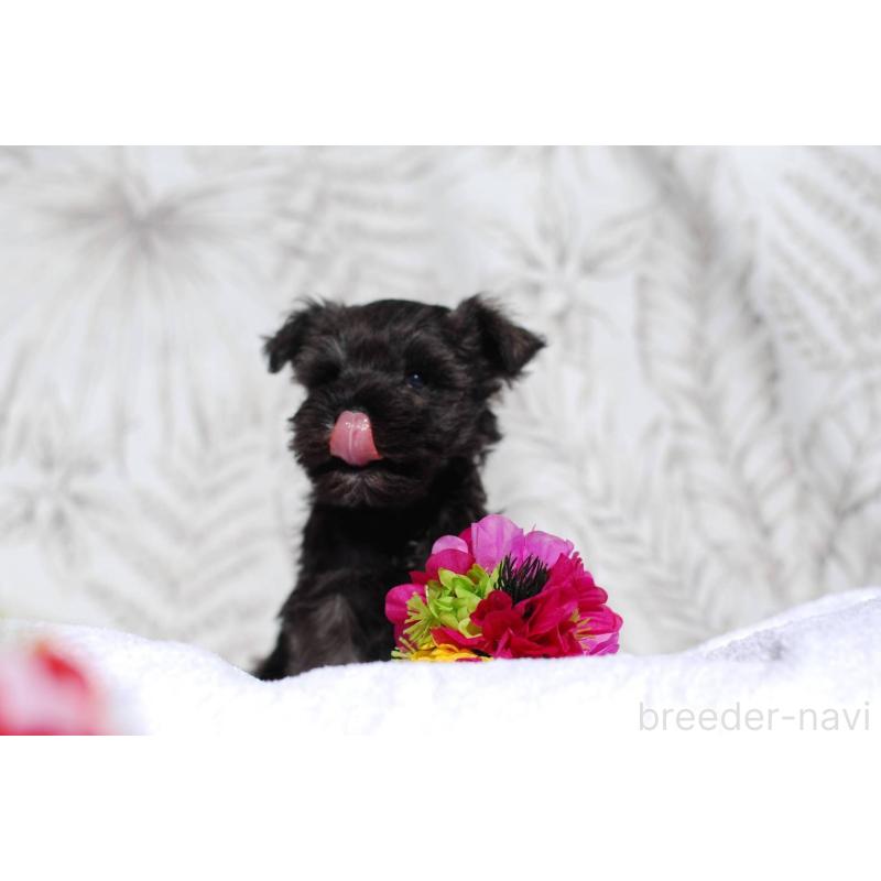 販売中の静岡県のミニチュアシュナウザー-437423の4枚目