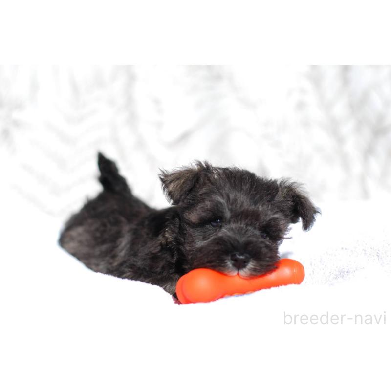 販売中の静岡県のミニチュアシュナウザー-437423の3枚目