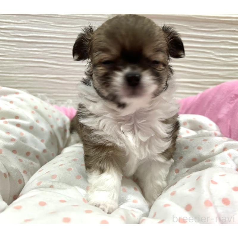 販売中の福岡県のチワワ(ロングコート)-437425の9枚目