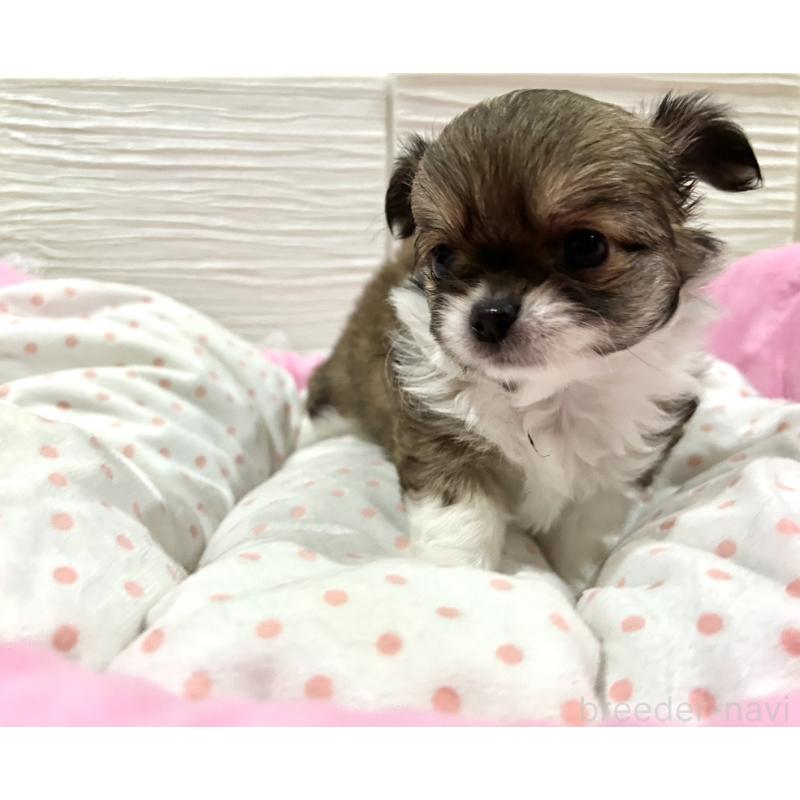 販売中の福岡県のチワワ(ロングコート)-437425の7枚目