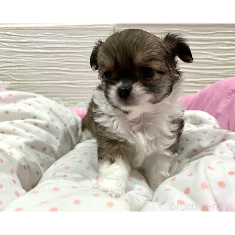 販売中の福岡県のチワワ(ロングコート)-437425の6枚目