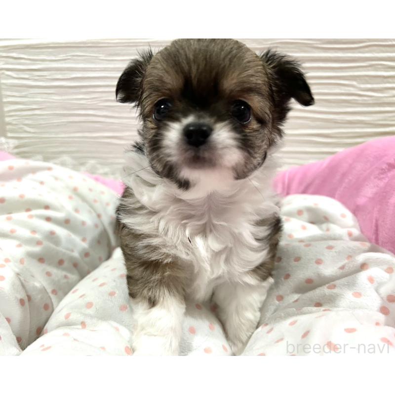 販売中の福岡県のチワワ(ロングコート)-437425の5枚目