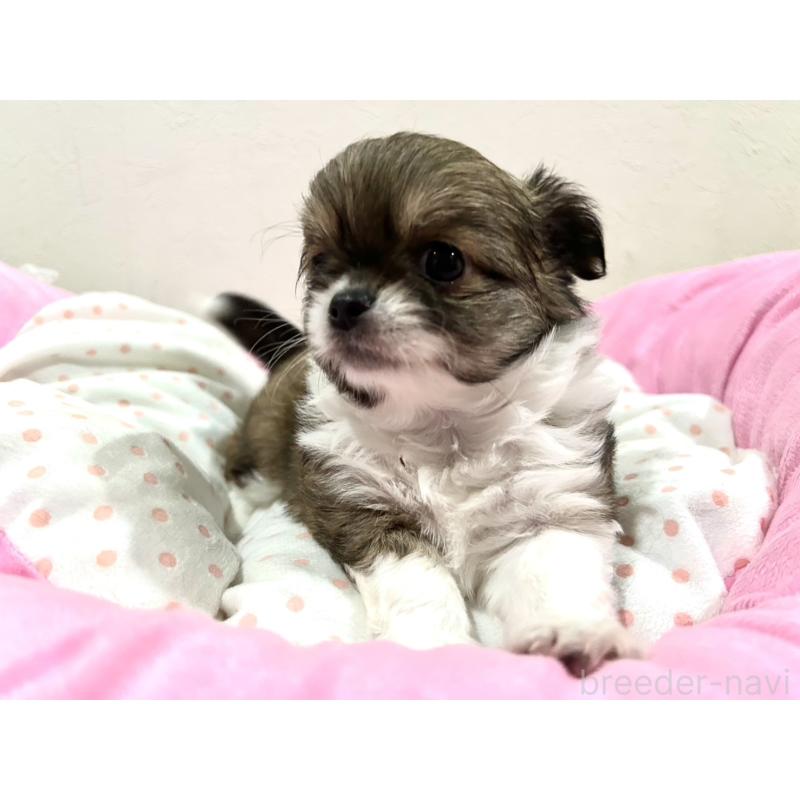 販売中の福岡県のチワワ(ロングコート)-437425の4枚目