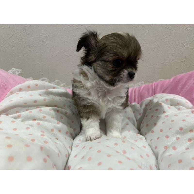 販売中の福岡県のチワワ(ロングコート)-437425の2枚目