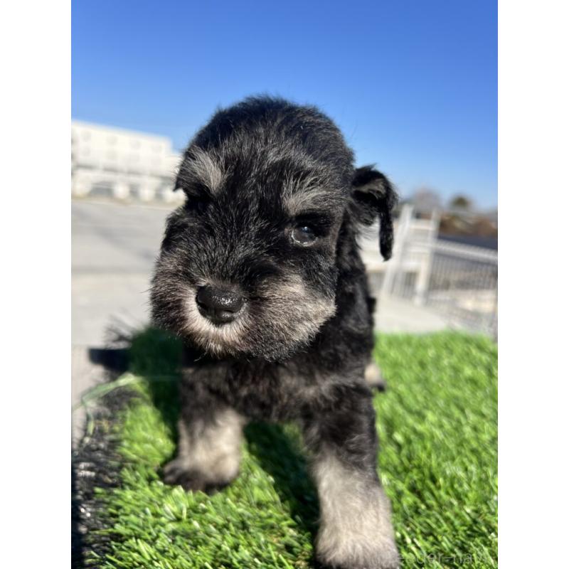 販売中の埼玉県のミニチュアシュナウザー-437428の4枚目