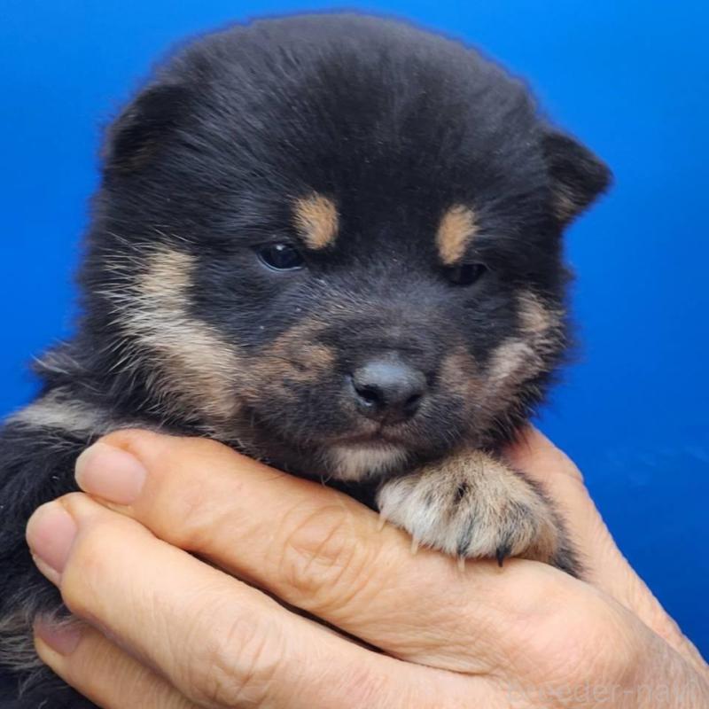 販売中の福岡県の豆柴-437342