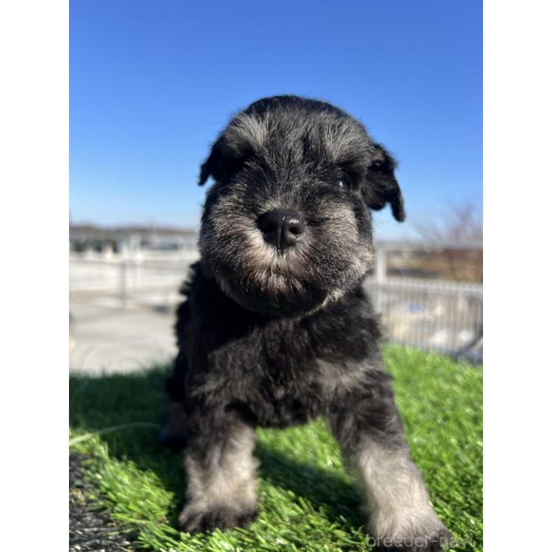 販売中の埼玉県のミニチュアシュナウザー-437428の3枚目