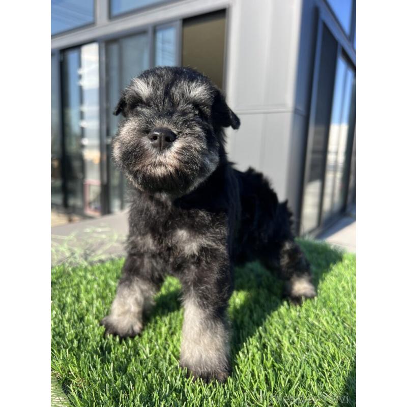 販売中の埼玉県のミニチュアシュナウザー-437428の1枚目