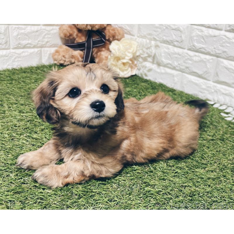 販売中の福岡県のマルックス:マルチーズ×ミニチュアダックスフンド-426473の21枚目