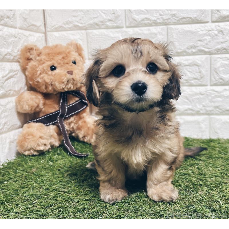 販売中の福岡県のマルックス:マルチーズ×ミニチュアダックスフンド-426473の20枚目