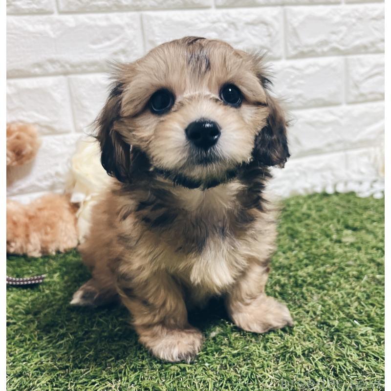 販売中の福岡県のマルックス:マルチーズ×ミニチュアダックスフンド-426473の19枚目