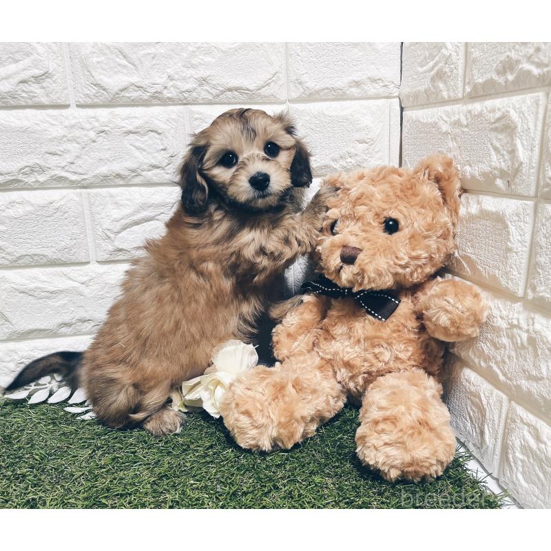 販売中の福岡県のマルックス:マルチーズ×ミニチュアダックスフンド-426473の18枚目