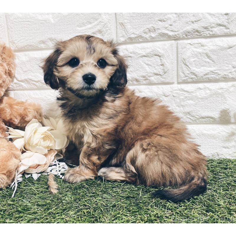 販売中の福岡県のマルックス:マルチーズ×ミニチュアダックスフンド-426473の17枚目