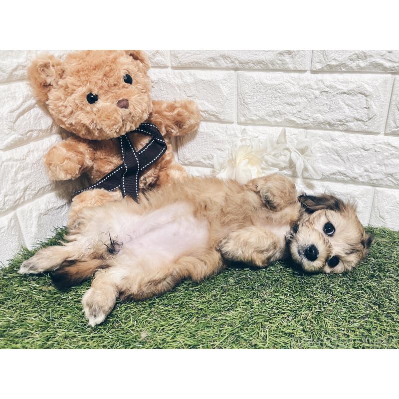 販売中の福岡県のマルックス:マルチーズ×ミニチュアダックスフンド-426473の15枚目