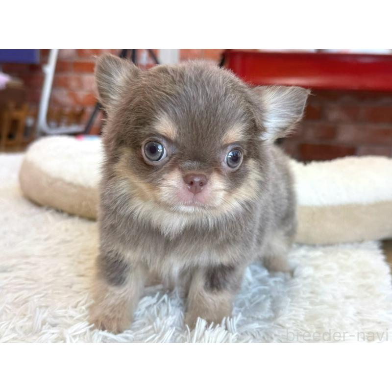 販売中の神奈川県のチワワ(ロングコート)-437431の6枚目