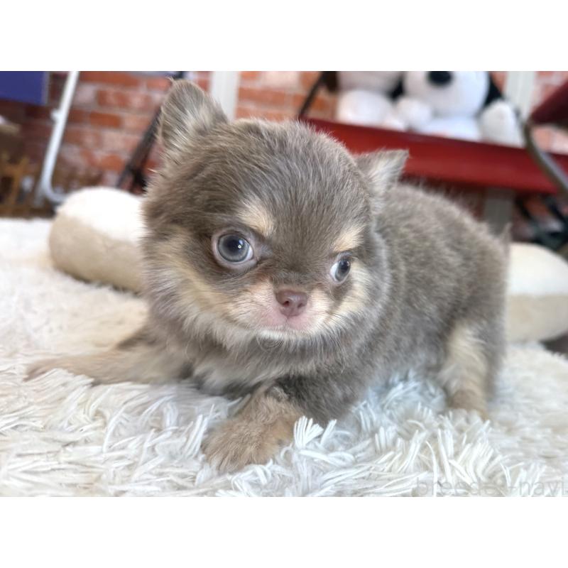 販売中の神奈川県のチワワ(ロングコート)-437431の5枚目