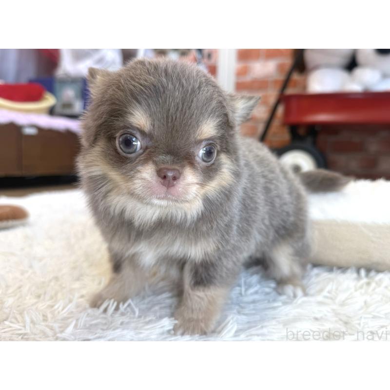 販売中の神奈川県のチワワ(ロングコート)-437431の4枚目