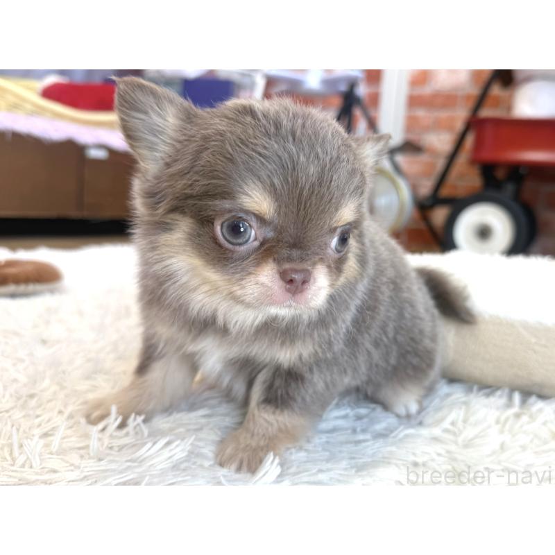 販売中の神奈川県のチワワ(ロングコート)-437431の3枚目