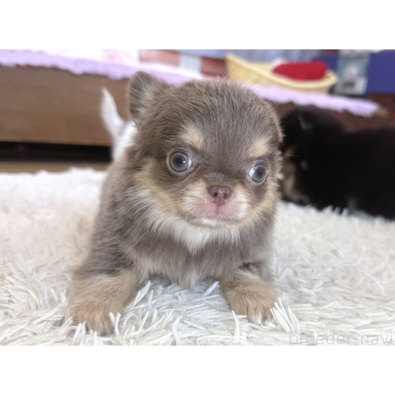 販売中の神奈川県のチワワ(ロングコート)-437431の2枚目