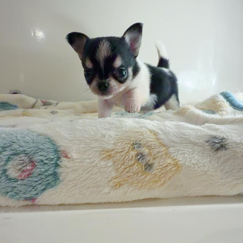 販売中の香川県のチワワ(スムースコート)-437432の6枚目