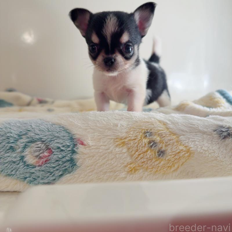 販売中の香川県のチワワ(スムースコート)-437432の4枚目