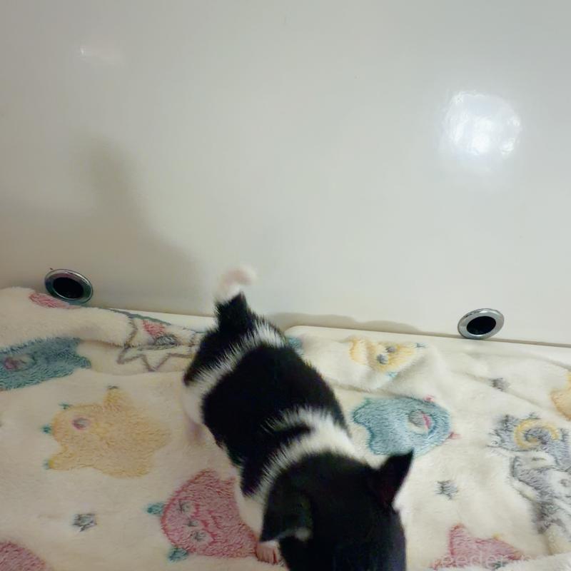 販売中の香川県のチワワ(スムースコート)-437432の3枚目