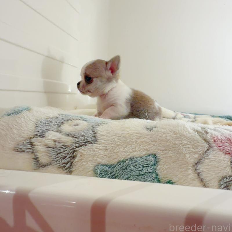 販売中の香川県のチワワ(スムースコート)-437433の4枚目