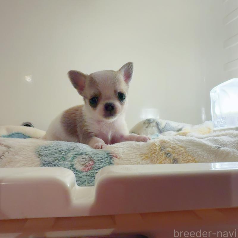 販売中の香川県のチワワ(スムースコート)-437433の2枚目