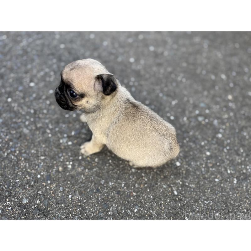 販売中の福岡県のパグ-437434の8枚目