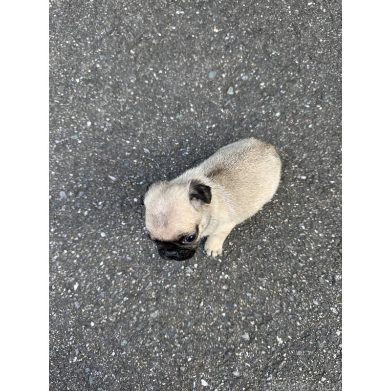 販売中の福岡県のパグ-437434の7枚目