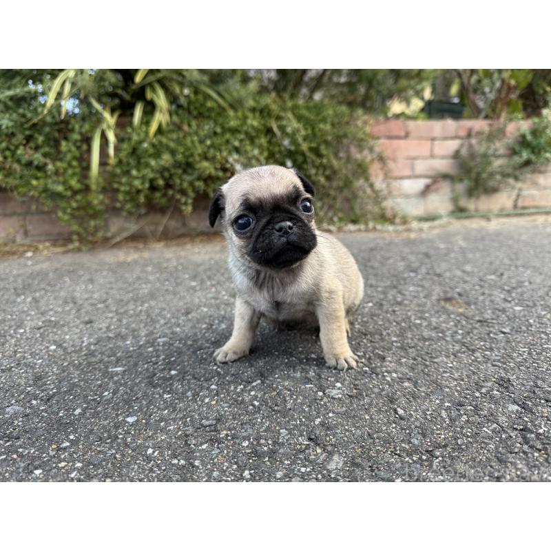 販売中の福岡県のパグ-437434の6枚目