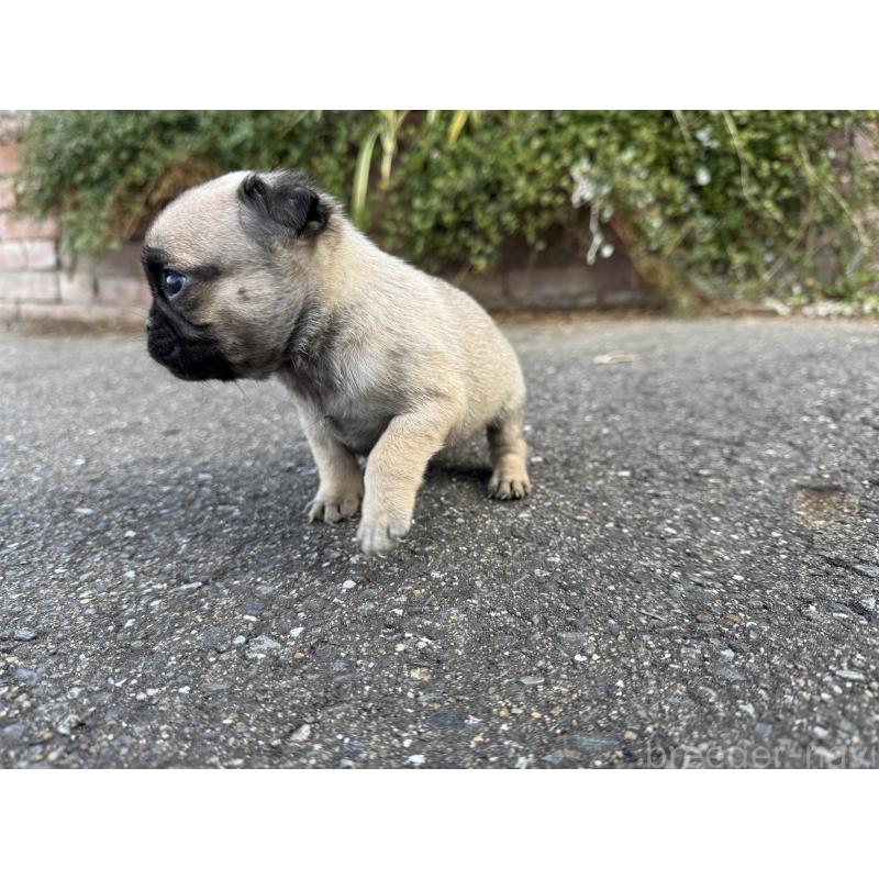 販売中の福岡県のパグ-437434の5枚目