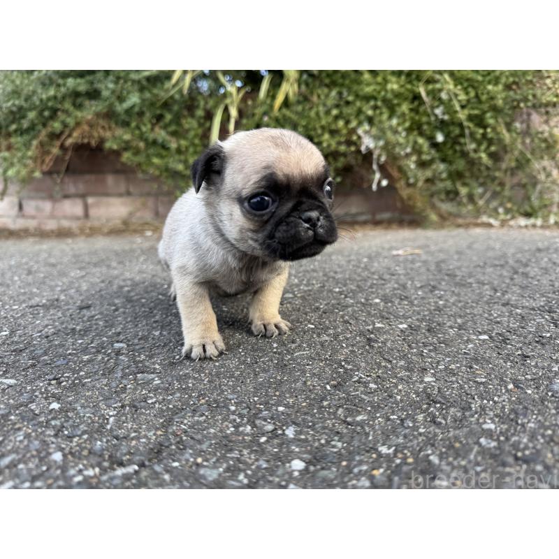 販売中の福岡県のパグ-437434の4枚目