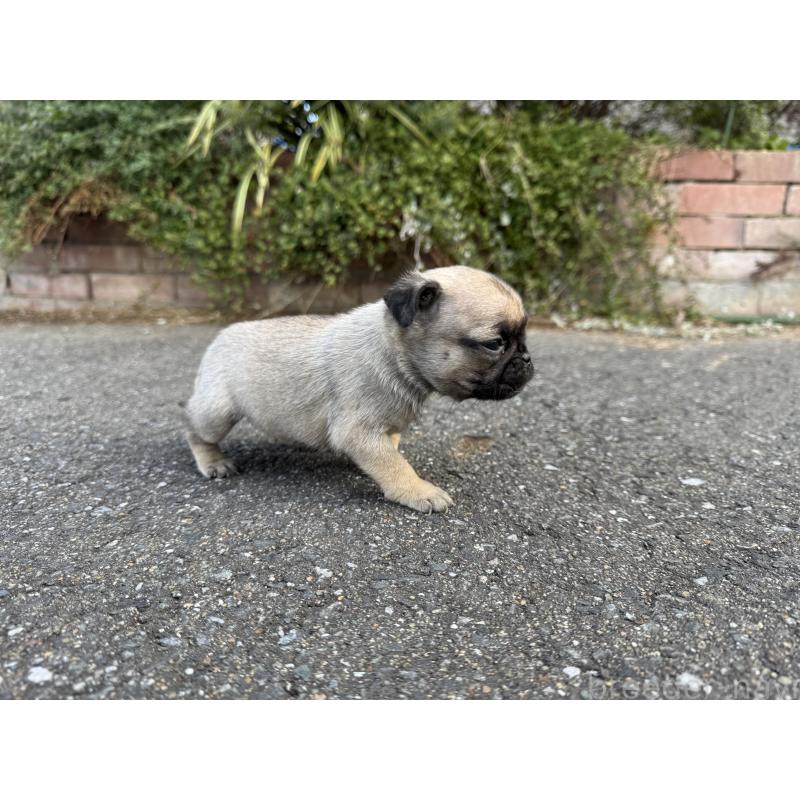 販売中の福岡県のパグ-437434の3枚目