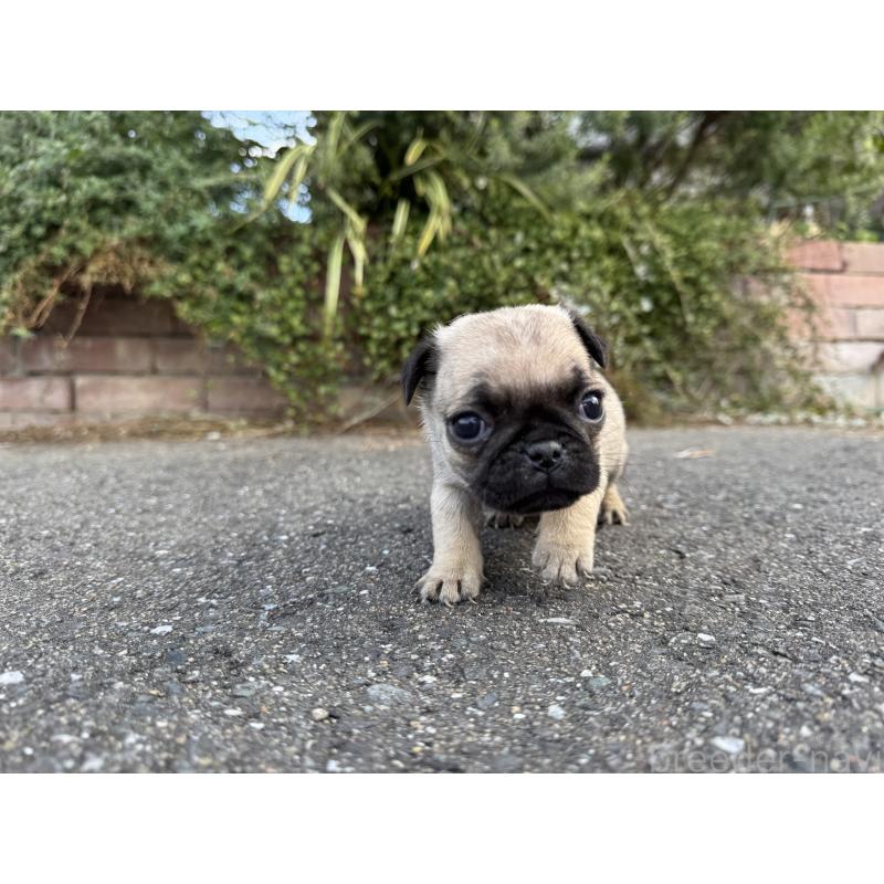 販売中の福岡県のパグ-437434の2枚目