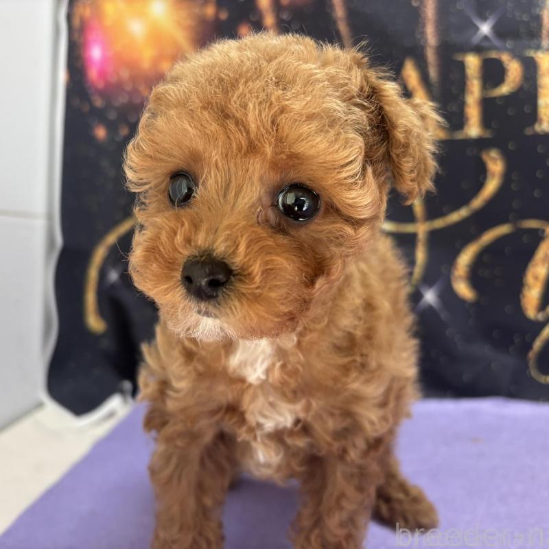 販売中の栃木県のティーカッププードル-437436の1枚目