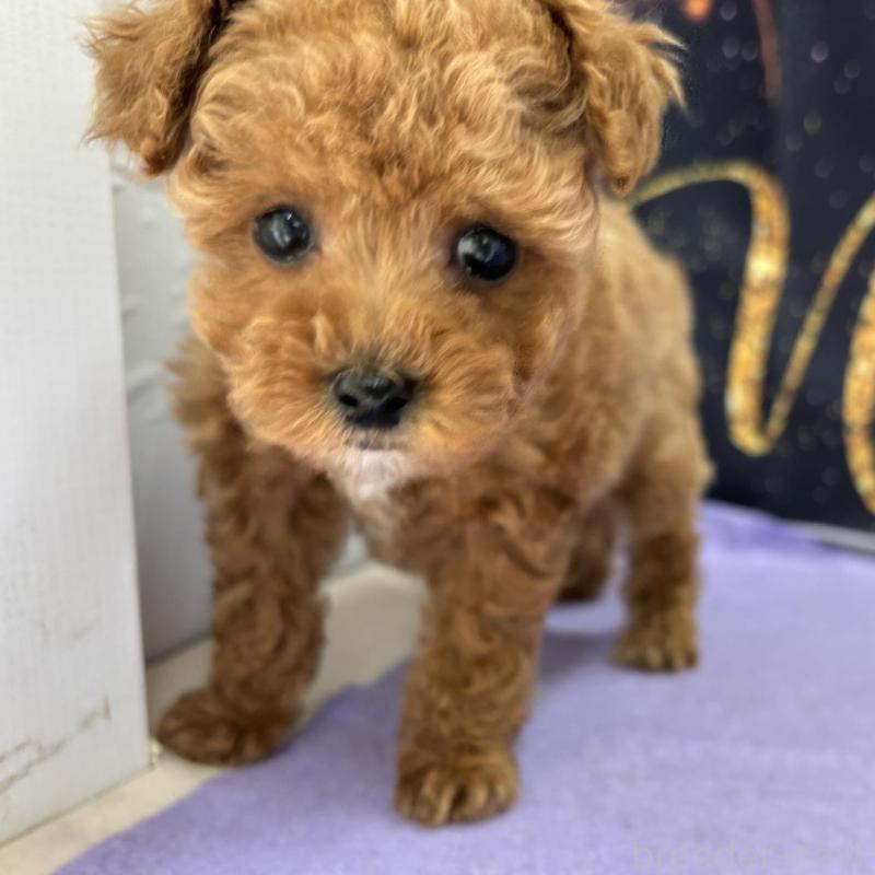 販売中の栃木県のティーカッププードル-437436の3枚目