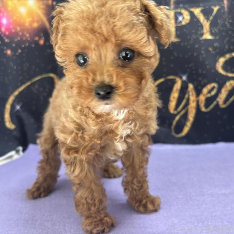 販売中の栃木県のティーカッププードル-437436の2枚目