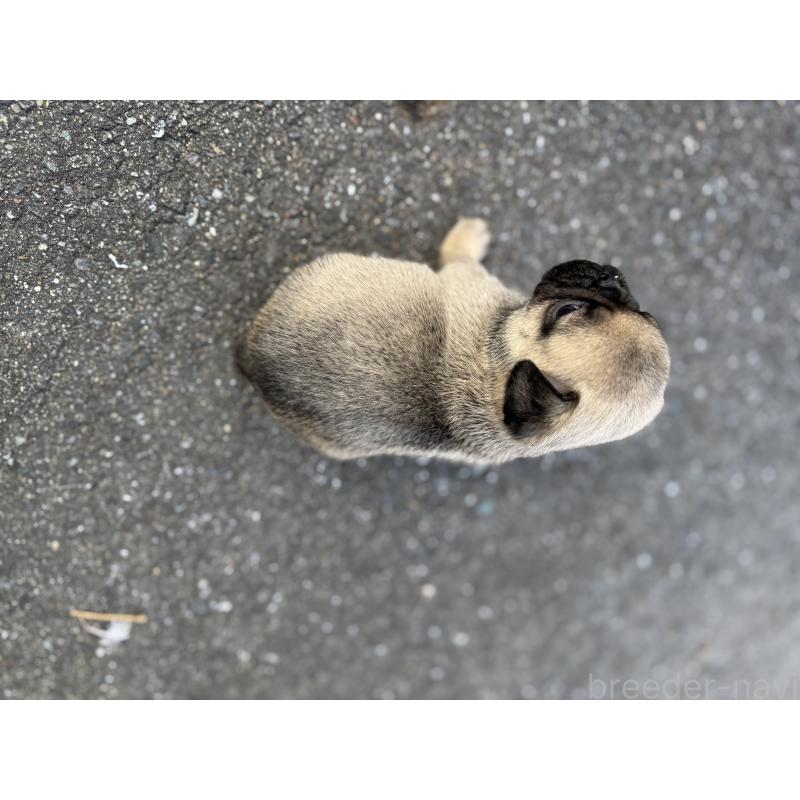 販売中の福岡県のパグ-437437の7枚目