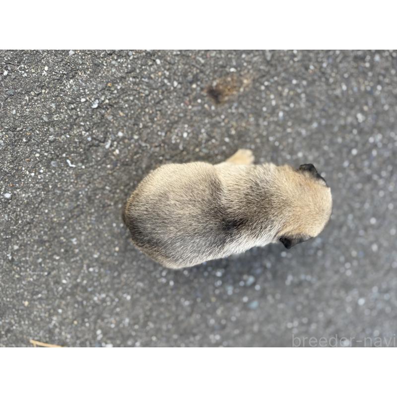 販売中の福岡県のパグ-437437の6枚目