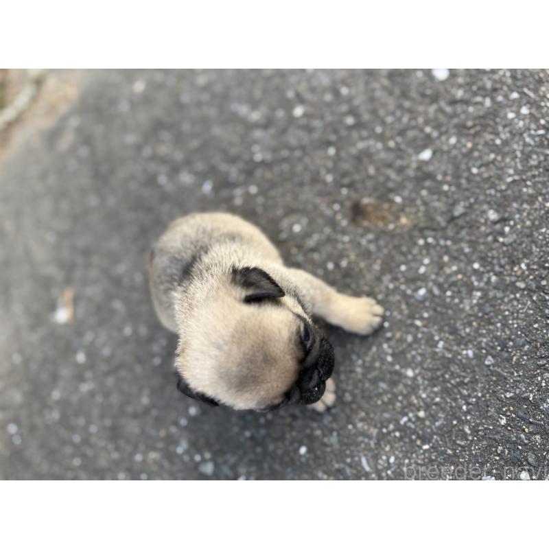販売中の福岡県のパグ-437437の5枚目