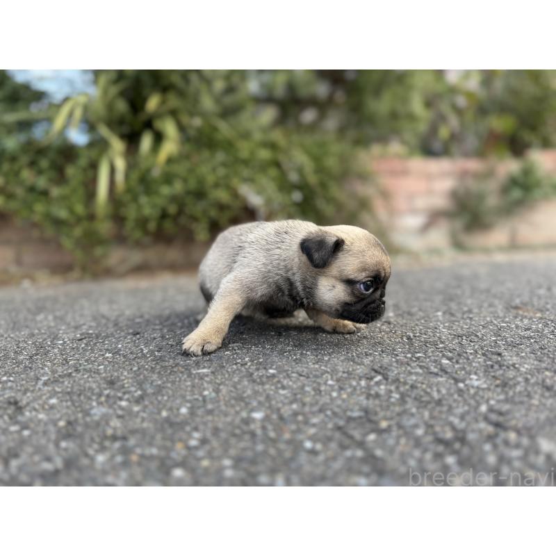 販売中の福岡県のパグ-437437の4枚目