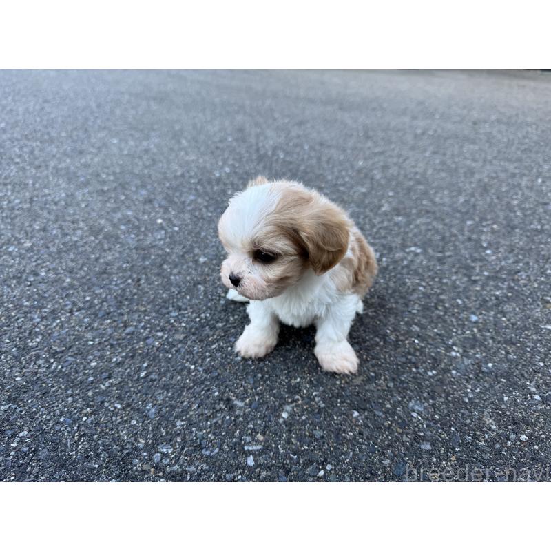 成約済の福岡県のミックス犬-435752の7枚目