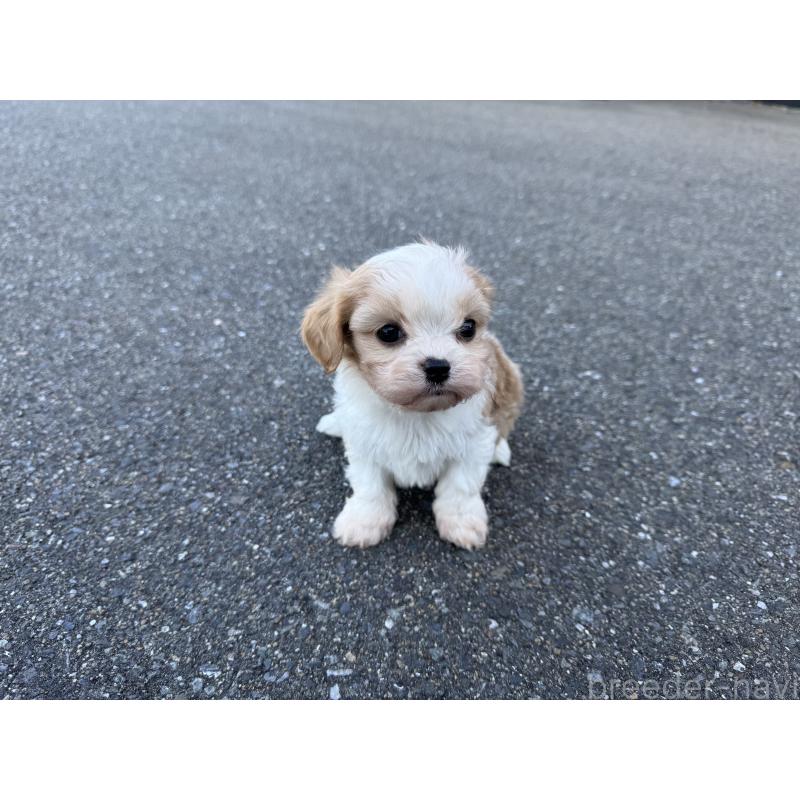 成約済の福岡県のミックス犬-435752の6枚目