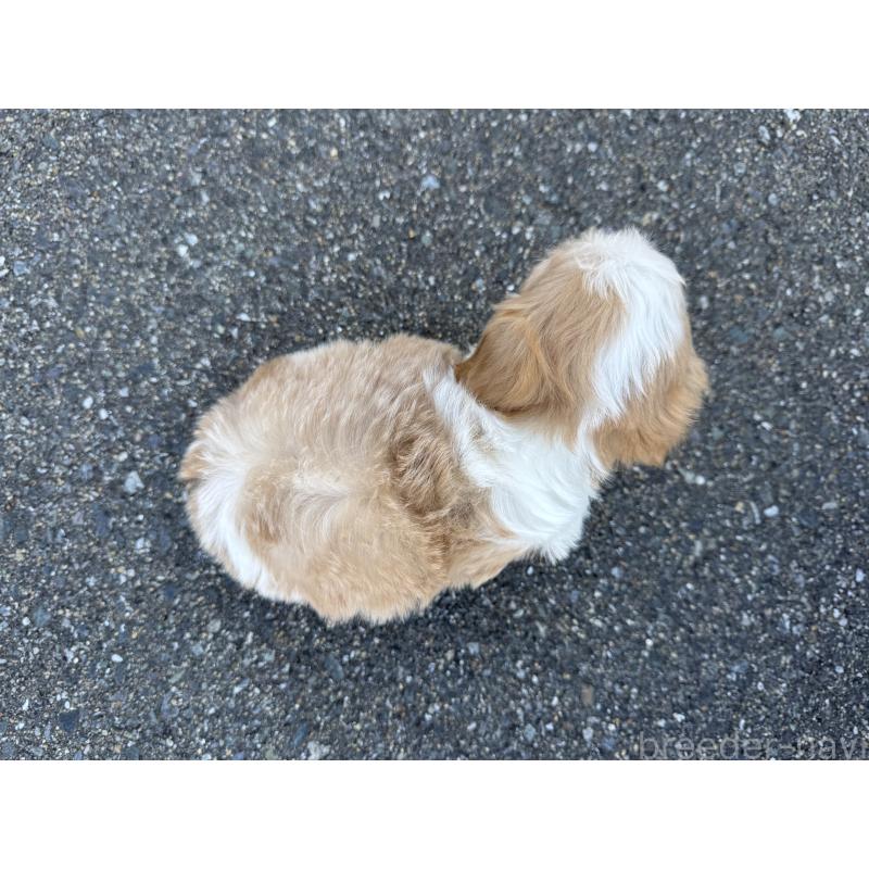 成約済の福岡県のミックス犬-435752の5枚目