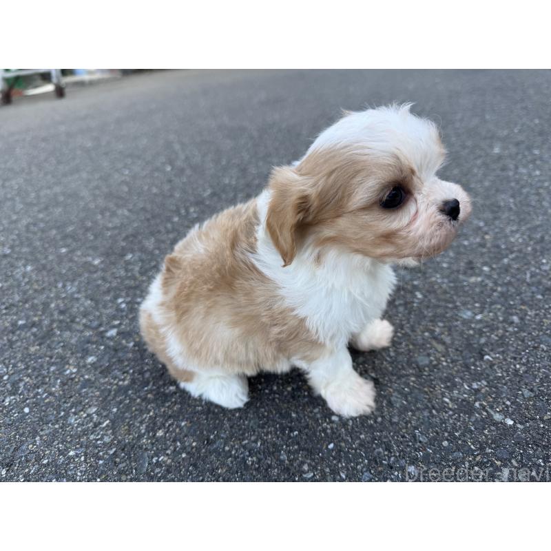 成約済の福岡県のミックス犬-435752の4枚目